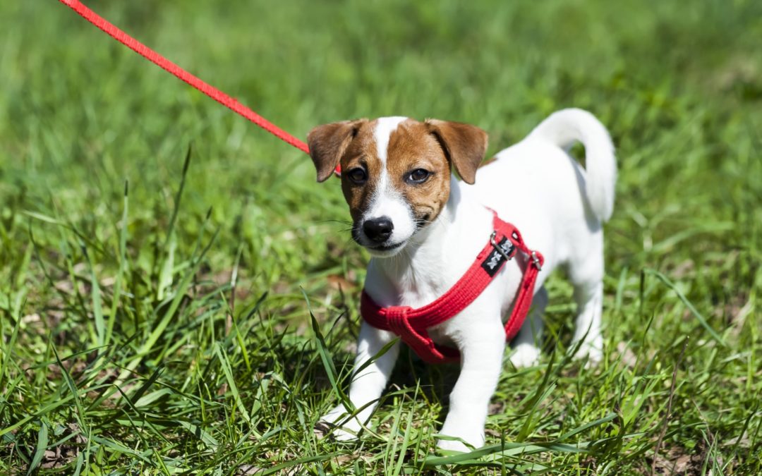 10 Best Dog Harness Options: Easier on Your Dog’s Neck