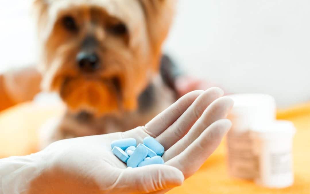 5 Best Dog Vitamins for Your Best Four-Legged Friend