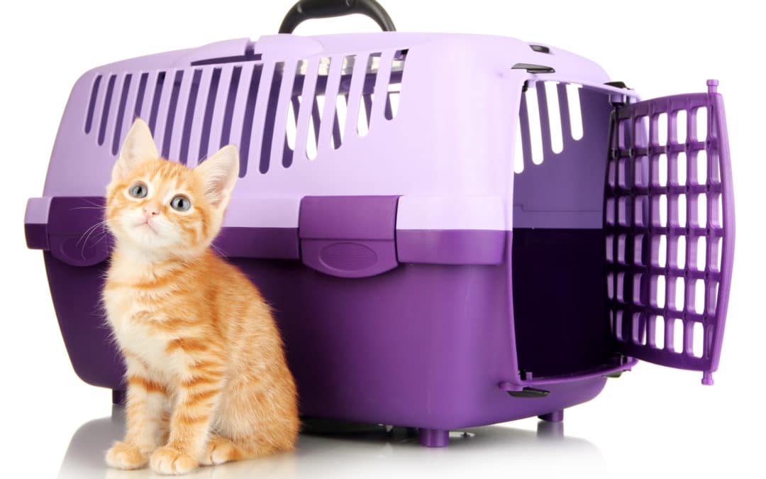 5 Best Cat Carriers in 2021: Ultimate Shopping Guide
