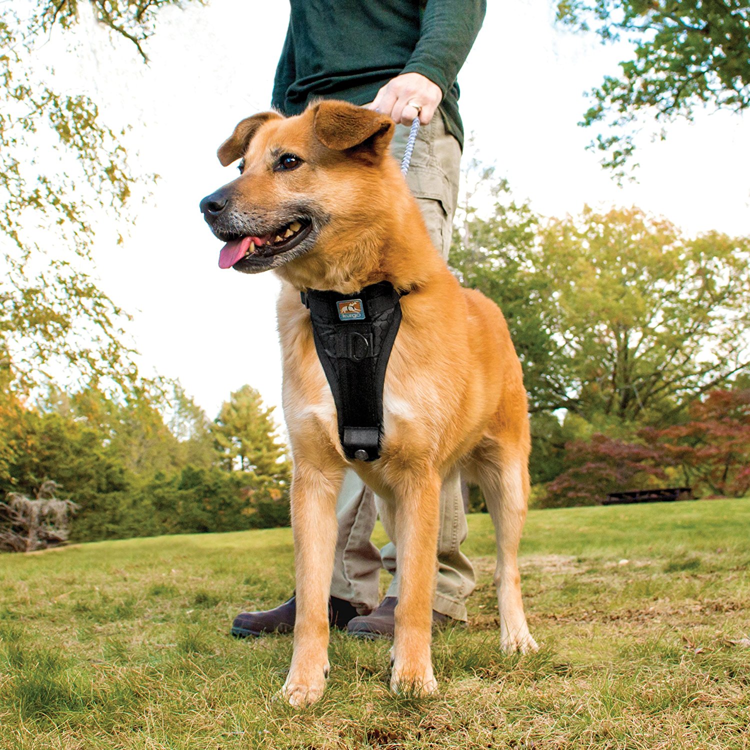 best dog harness