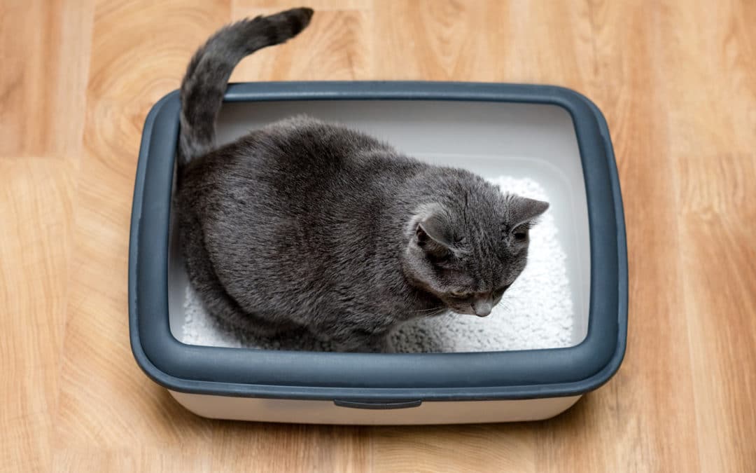 7 Best Cat Litter Box Options for Your Home