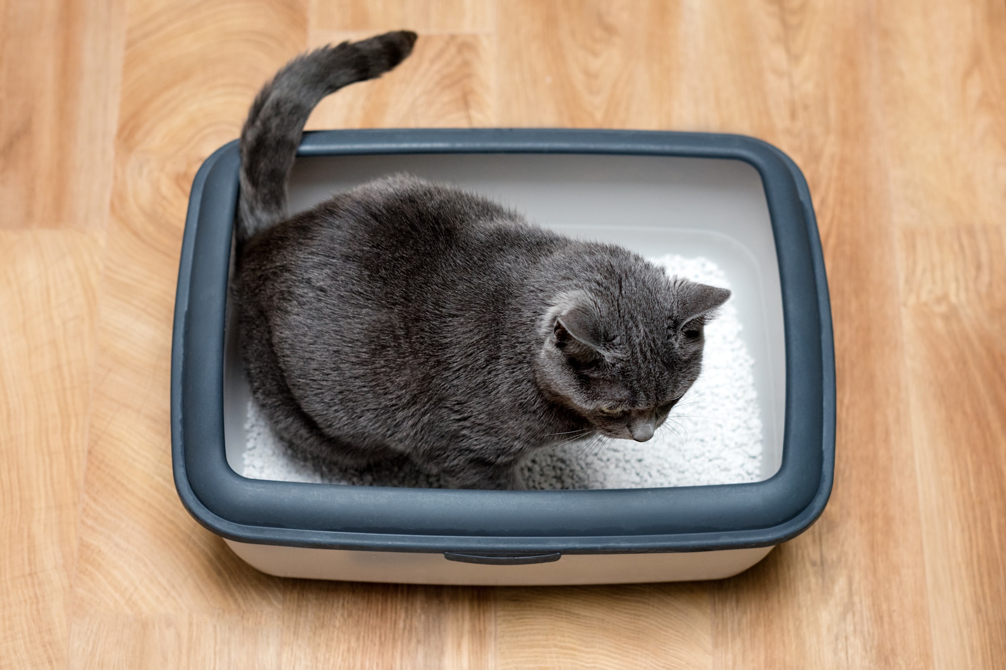 best cat litter tray
