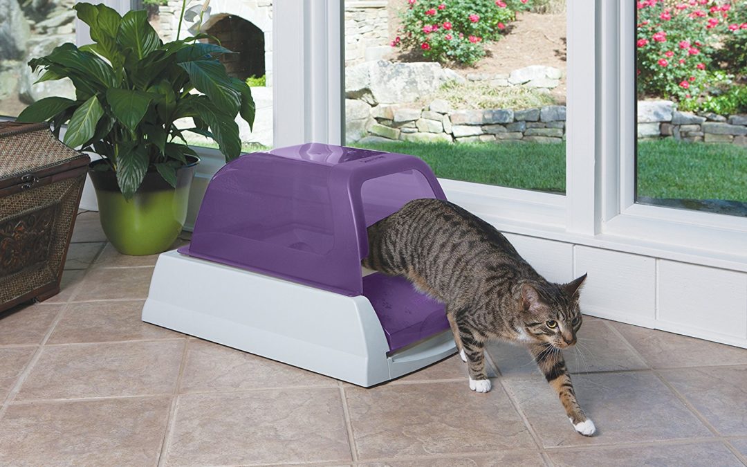 5 Best Self Cleaning Litter Boxes in 2021