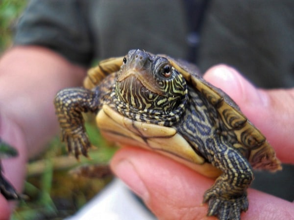 Map Turtle