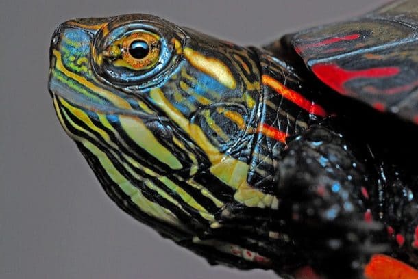 Turtles that Stay Small: Finding the Perfect Pet Turtle - Pet Territory