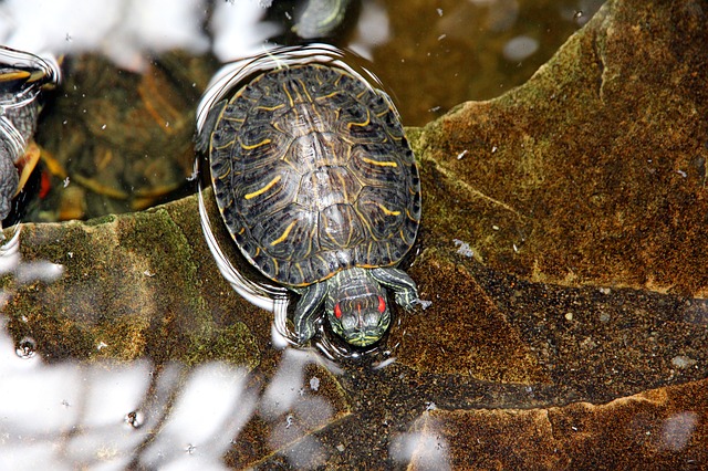 Red Eared Slider Turtle