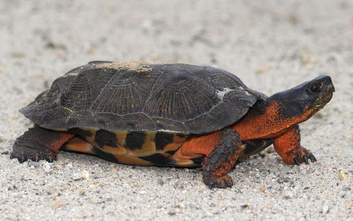 Wood Turtle