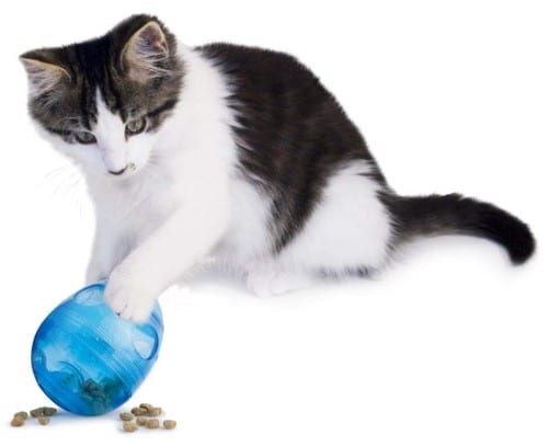 best cat toys for kittens