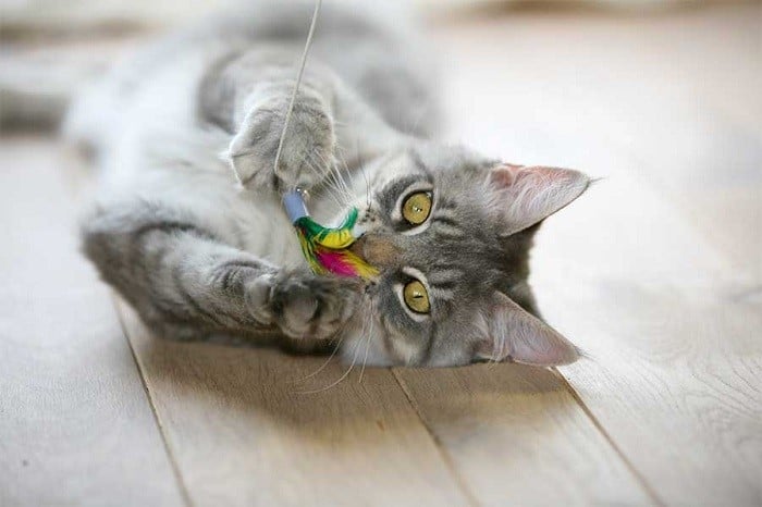 5 Best Cat Toys to Keep Your Cat Happy and Healthy