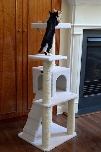 best cat trees