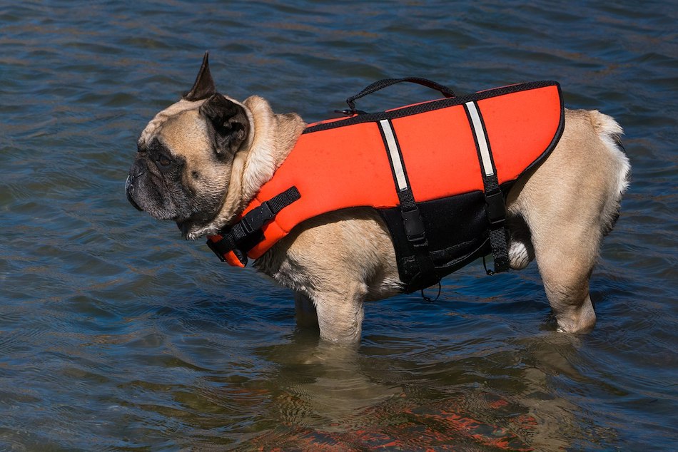 best dog life jackets
