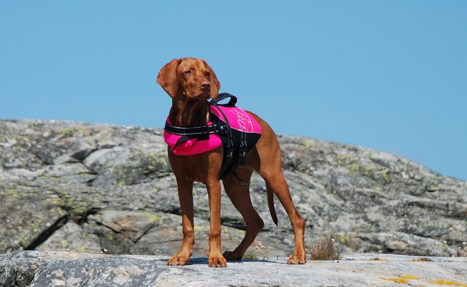 best dog life jackets