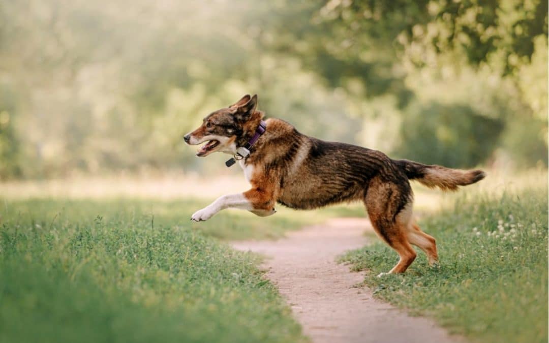 9 Best Dog GPS Tracker Options