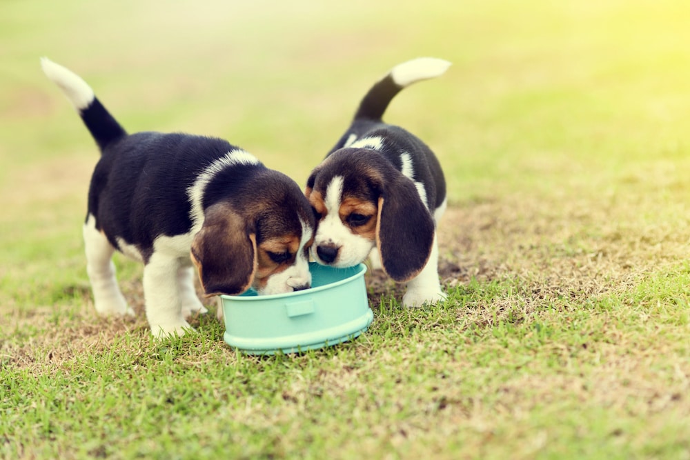 10 Best Dog Food for Beagles Options