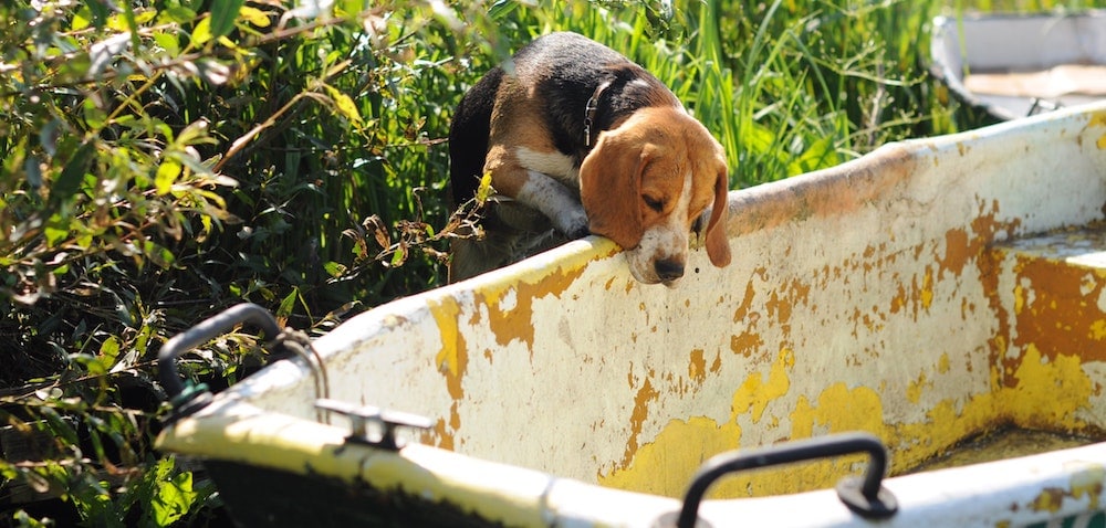 best dog food for beagles