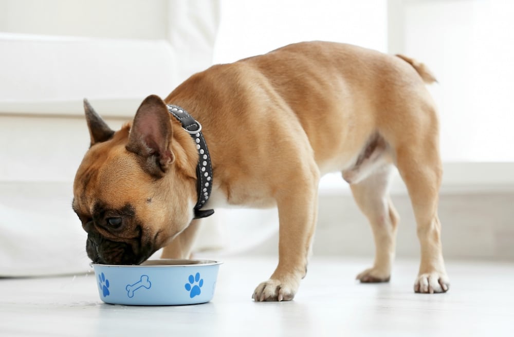 10 Picks for Best Dog Food for Bulldogs: French, English, and American Bulldogs
