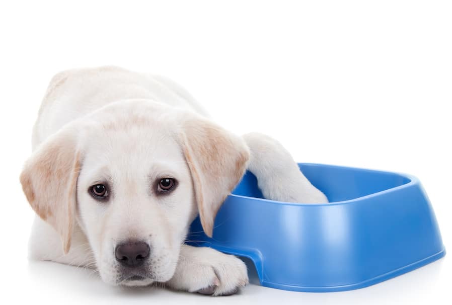 best dog food for labs