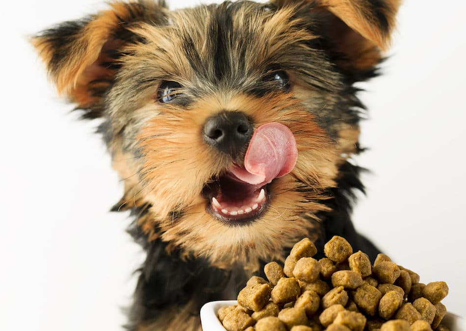 Top 10 Picks for the Best Dog Food for Yorkies