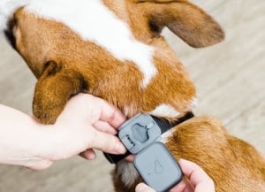 best dog gps trackers