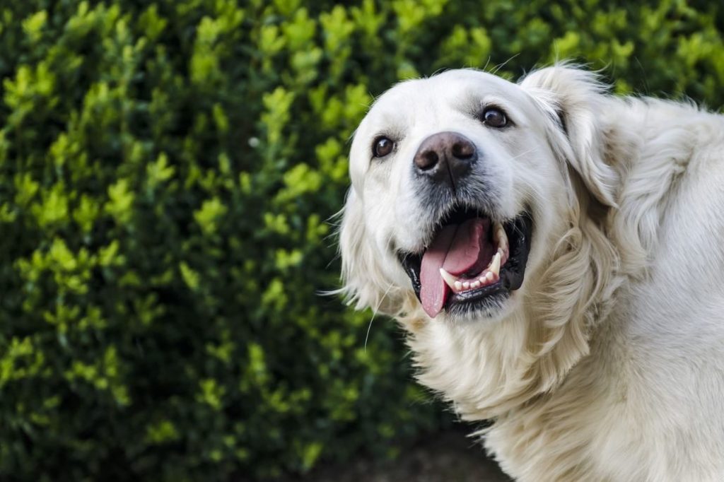 CBD Oil for Dogs - Treating Dogs