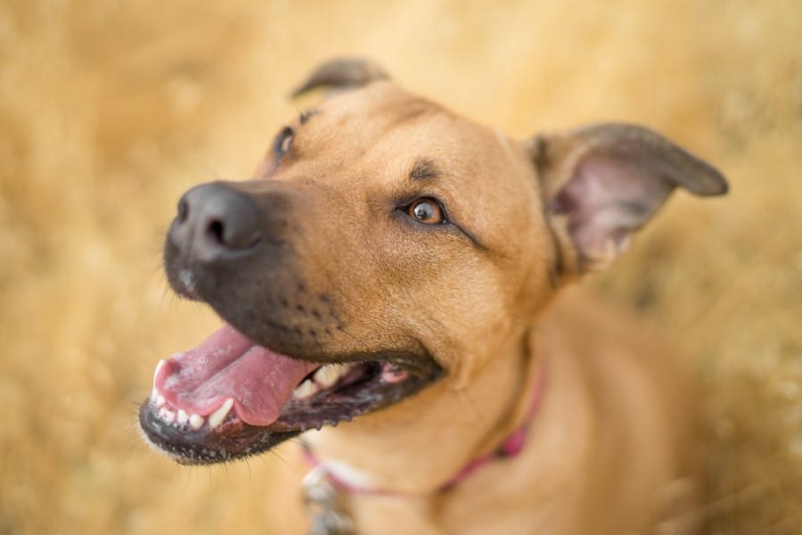 7 Best Dental Chews for Dogs