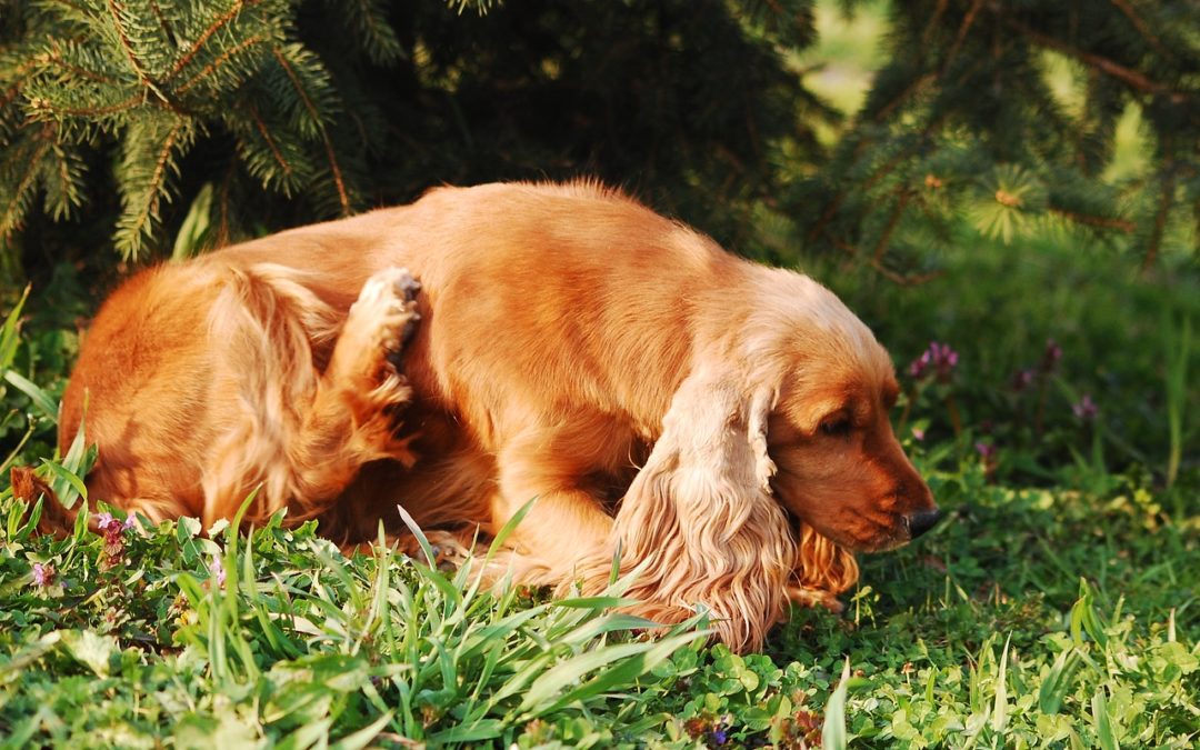 The Best Flea Treatment for Dogs: Fleas, Ticks, and Bugs No More