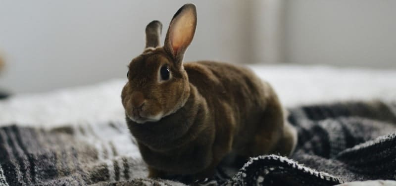best bedding for indoor rabbit cages-min