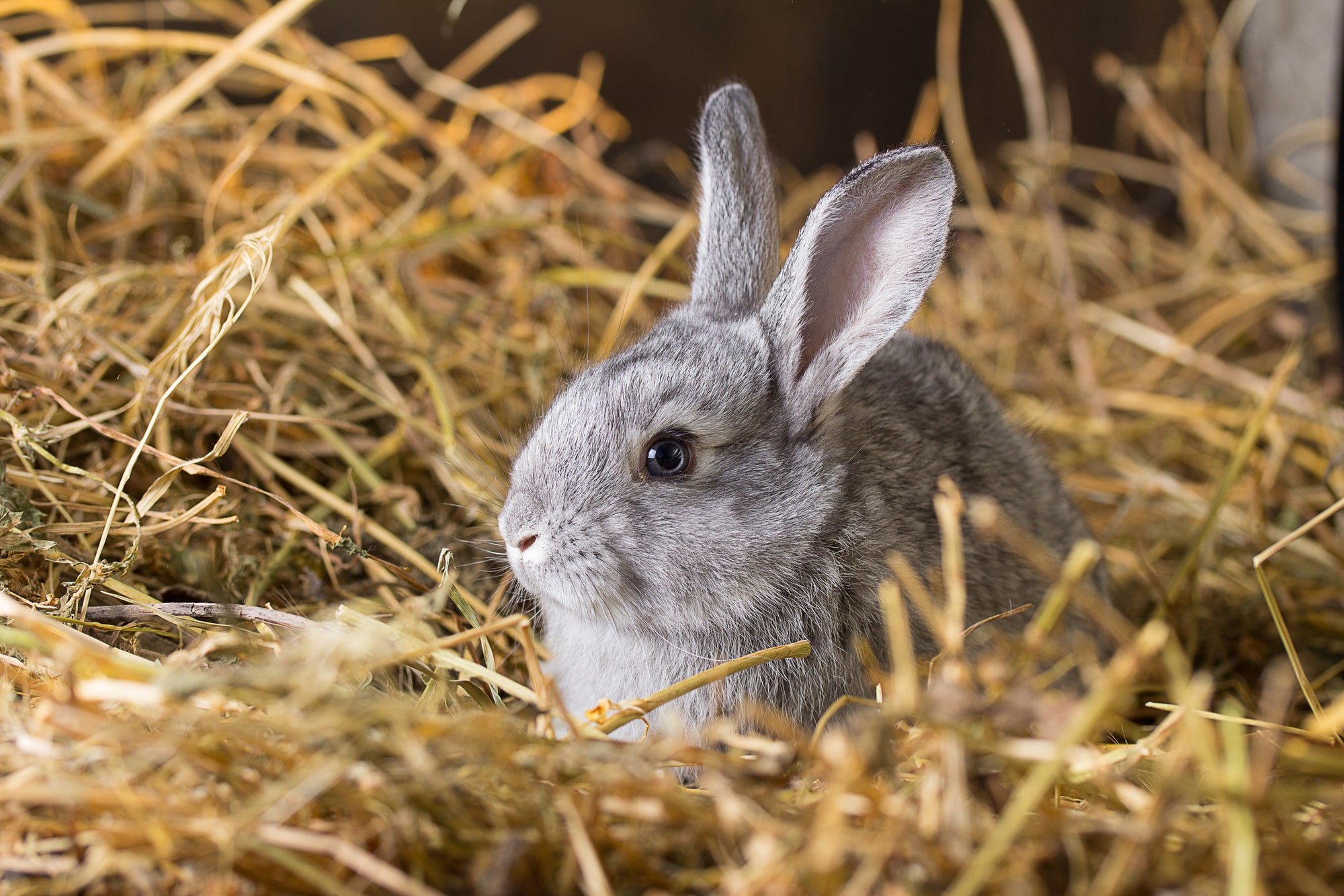 best hay for rabbits
