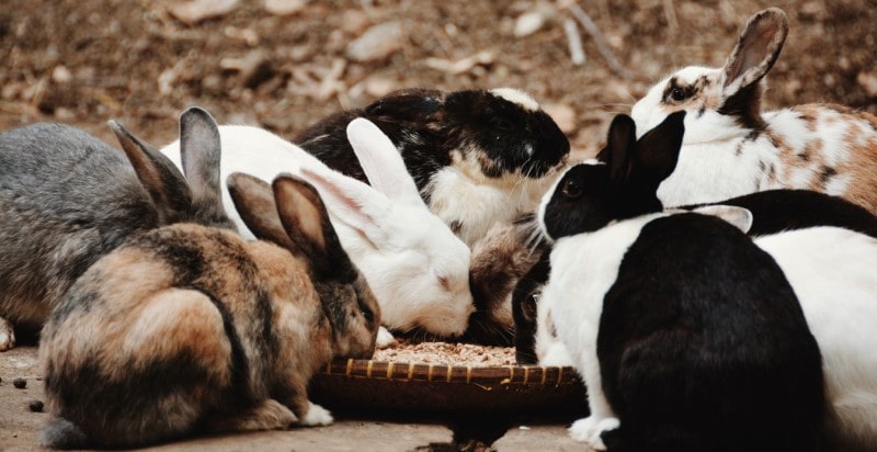 best food for rabbits to eat-min