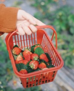 best fruits for rabbits-min