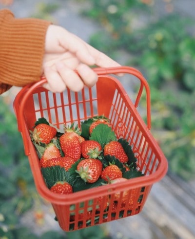 best fruits for rabbits-min