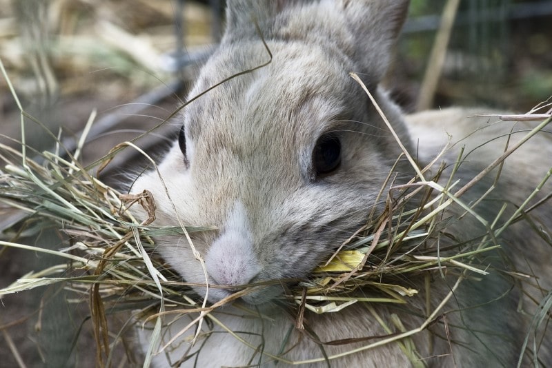 best hay for rabbits-min