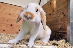 best indoor rabbit cages