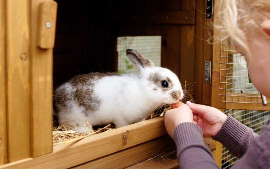 Best Rabbit Hutch: 10 Outdoor, Wooden, & 2-Story Options