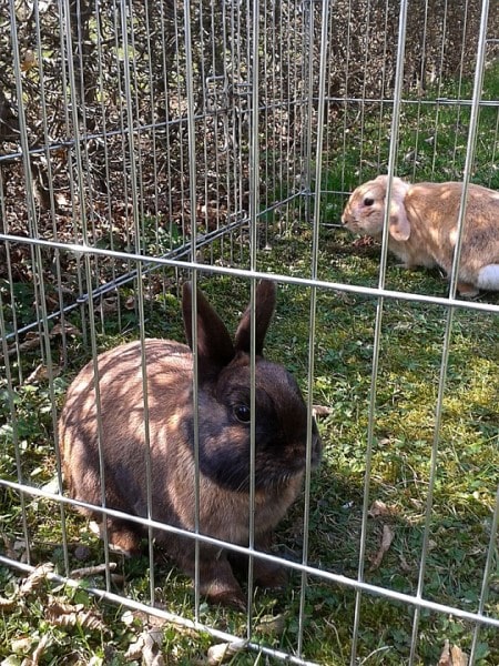 what kind of bedding is best for rabbits-min