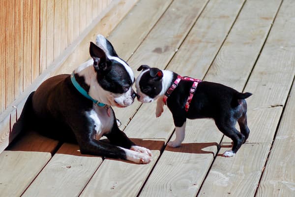Collar vs. Harness: Which is Best for Your Dog?