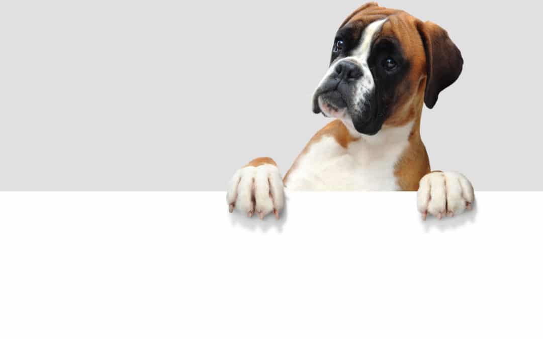 Best Dog Food for Boxers in 2021