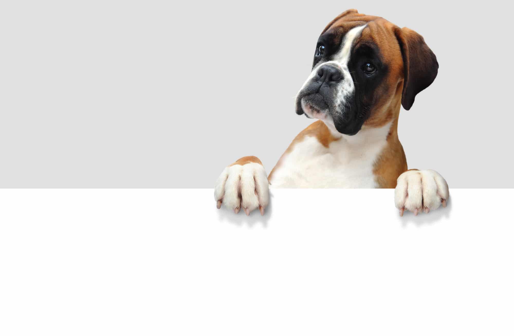 best dog food for boxers