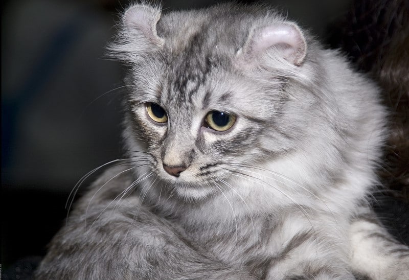 american curl