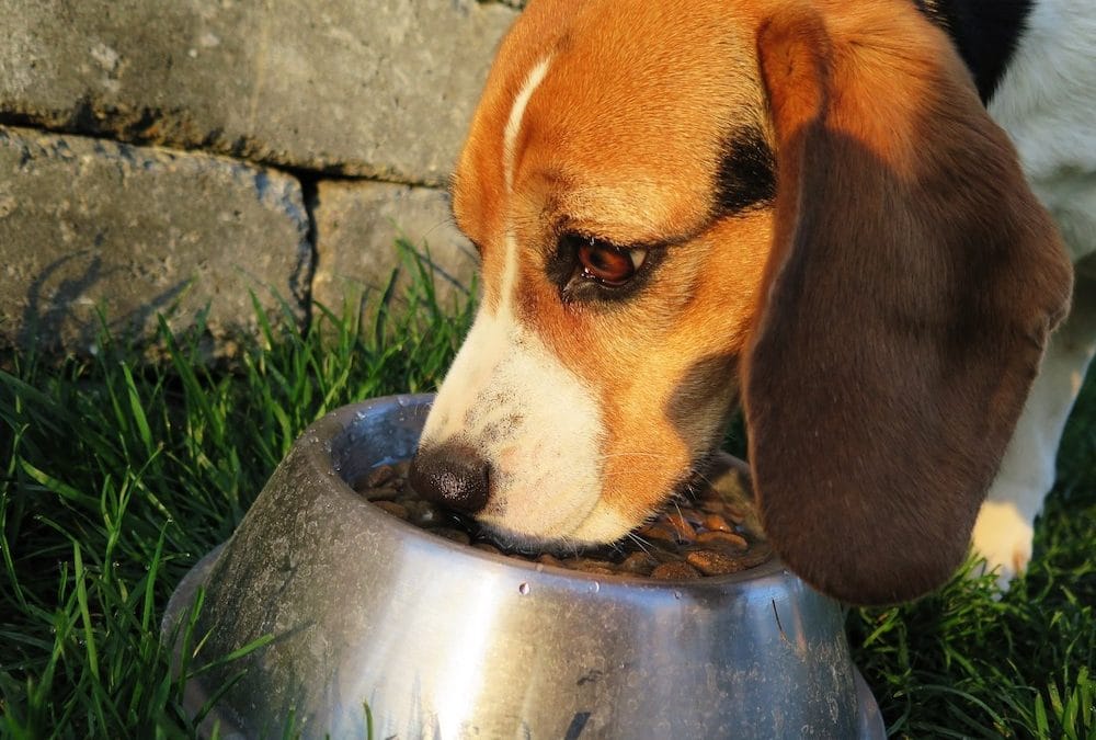 10 Best Dog Foods for Sensitive Stomachs