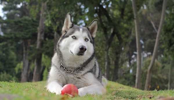 best dog food for Siberian husky-min