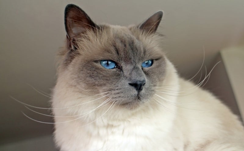 birman