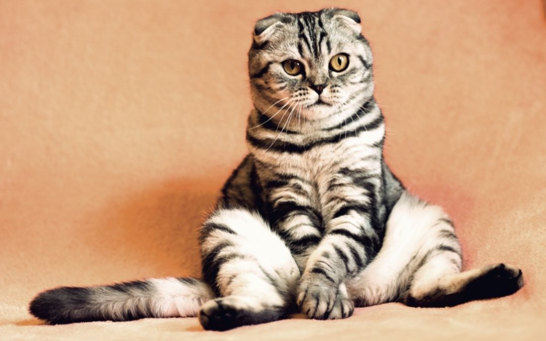 Top 10 Cutest Cat Breeds in the World