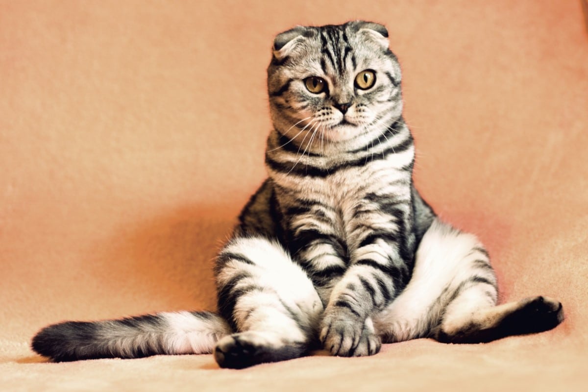 Top Pet Cat Breeds