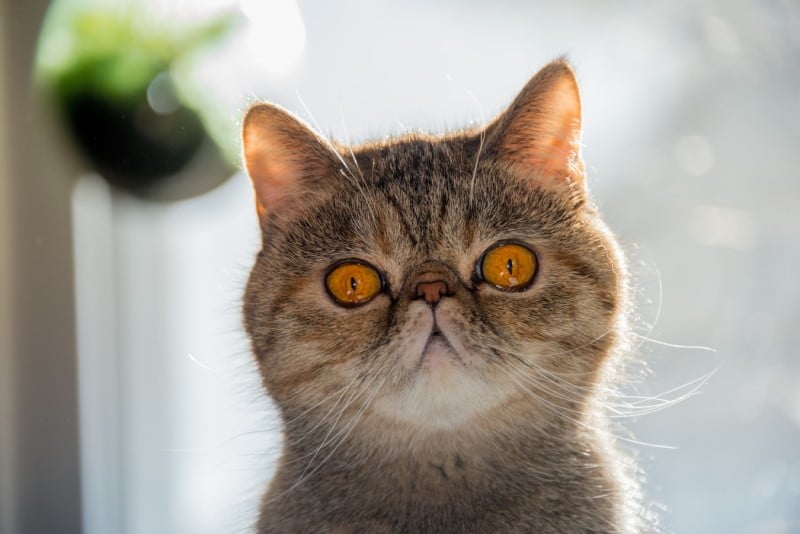 exotic shorthair