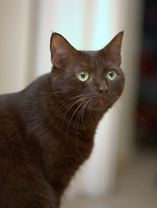 havana brown cat
