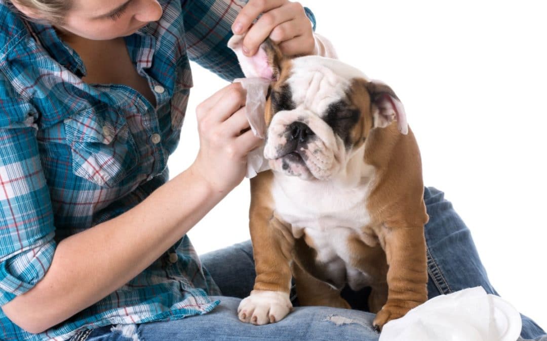 How to Clean Dog Ears at Home