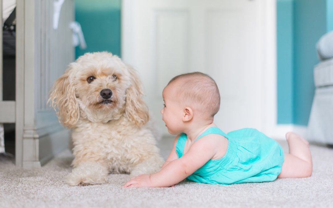 How to Potty Train a Dog: How Long Does it Take?