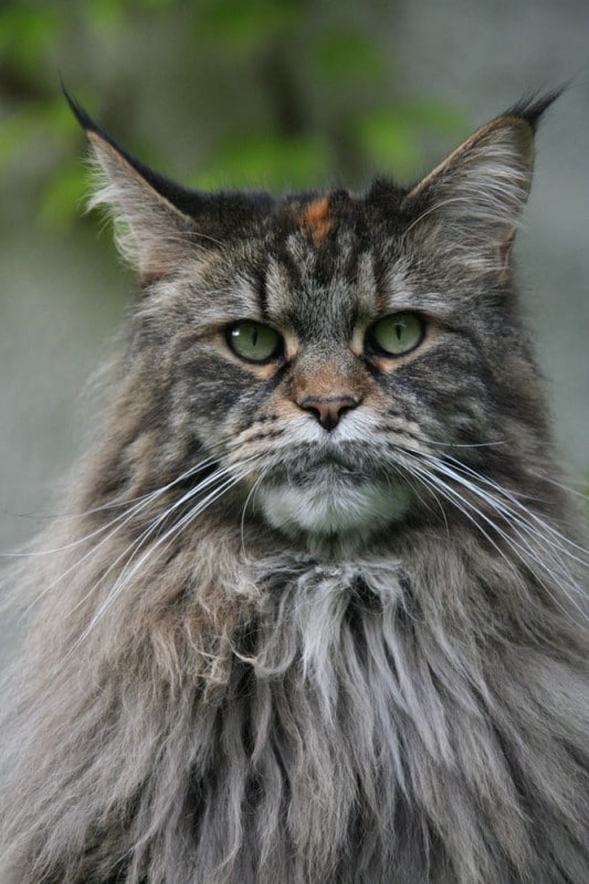 maine coon