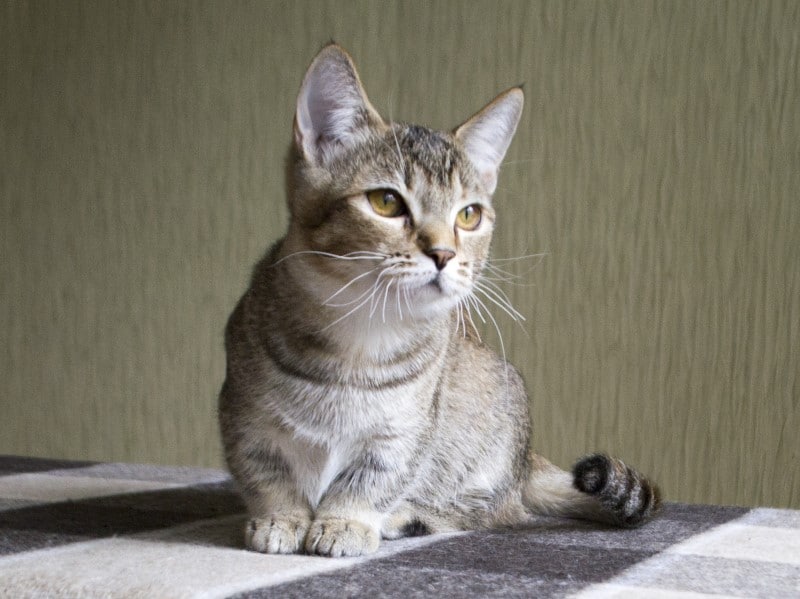 munchkin cat